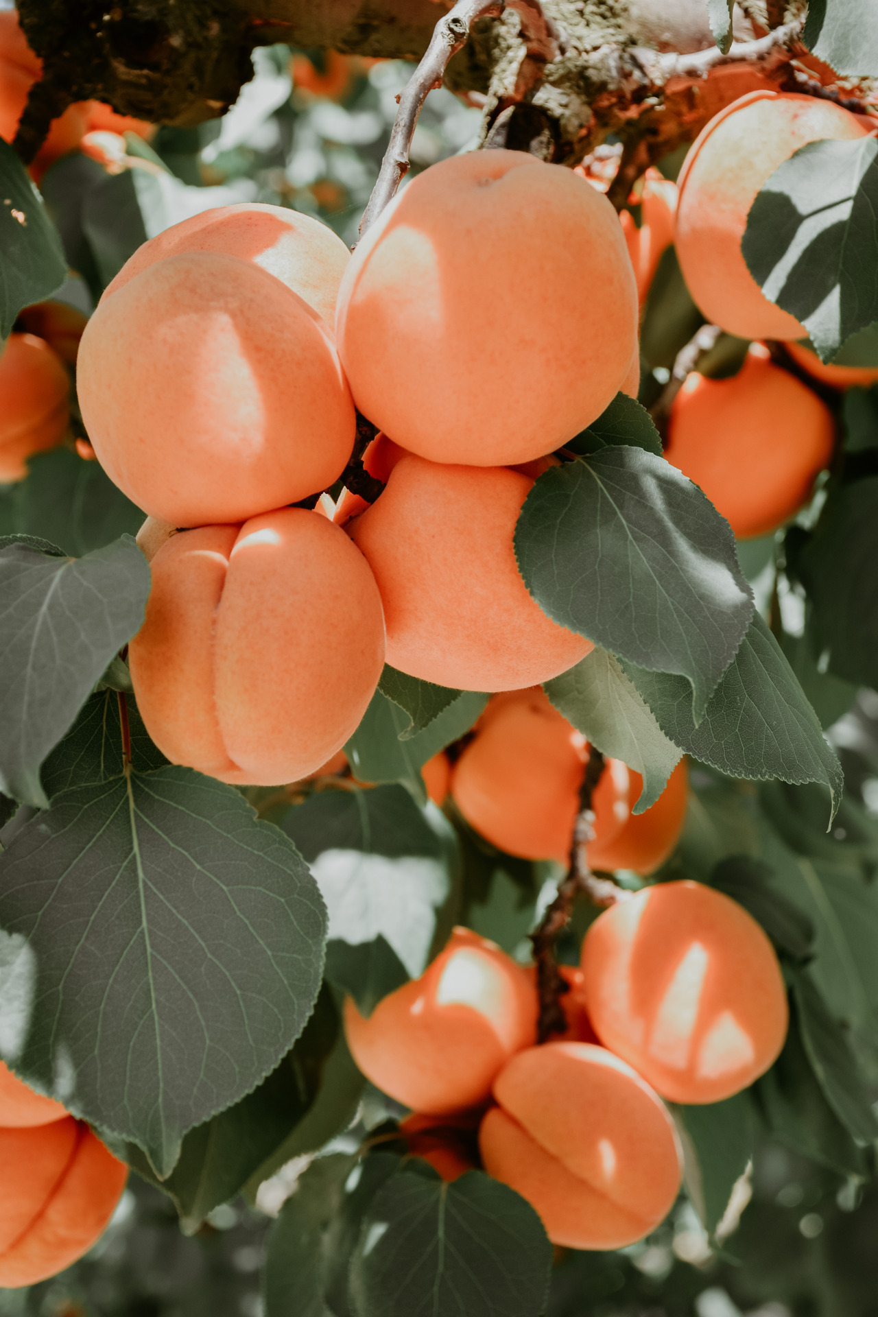 1280x1920, 500 Kb / абрикосы