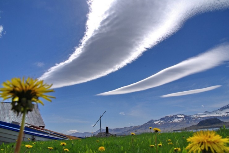 740x494, 61 Kb / облака, одуванчики