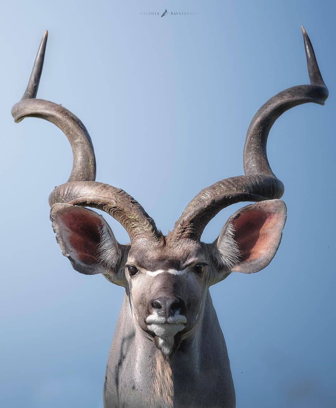 1080x1312, 103 Kb / рога, антилопа куду, газель