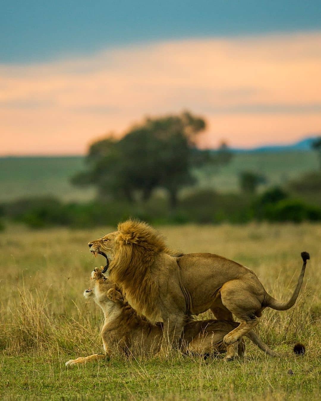 1080x1350, 147 Kb / лев, львица, саванна, секс, львы