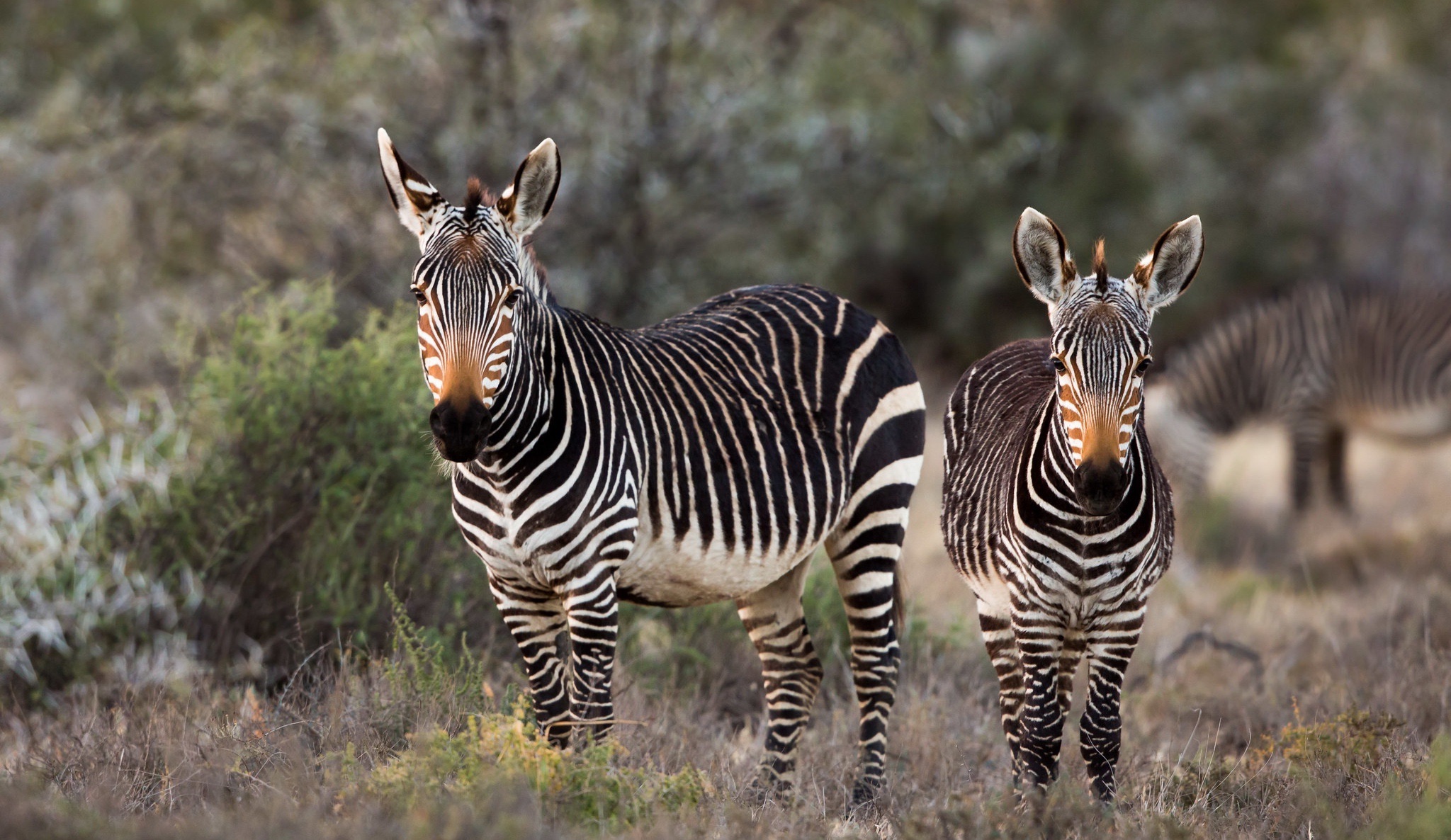 2048x1186, 623 Kb / зебры, зебра, полосатое