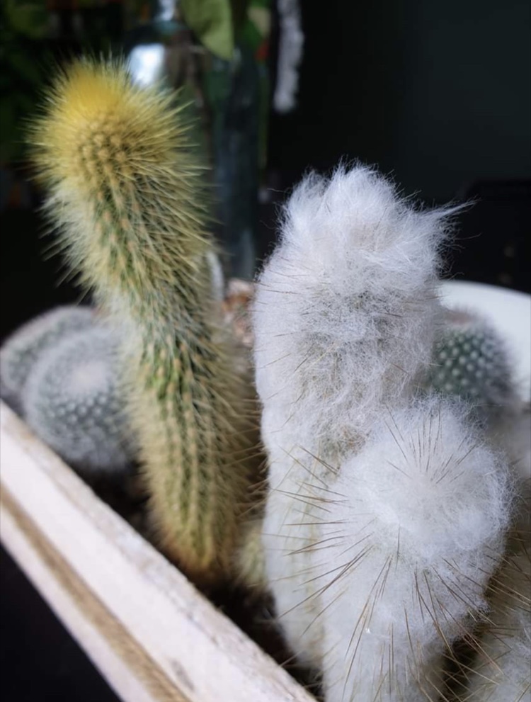 750x991, 180 Kb / кактусы, пушистые, иголки