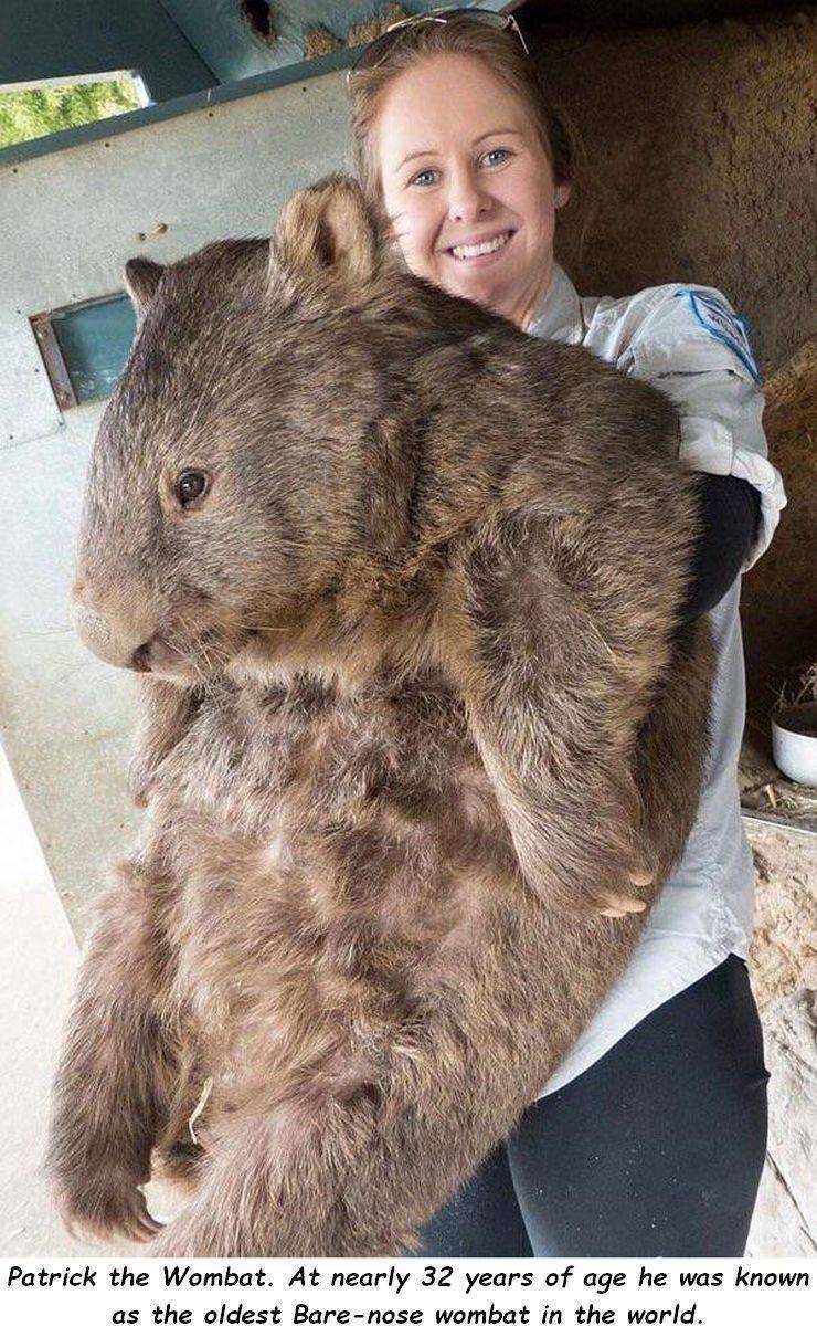 740x1210, 181 Kb / вомбат, патрик