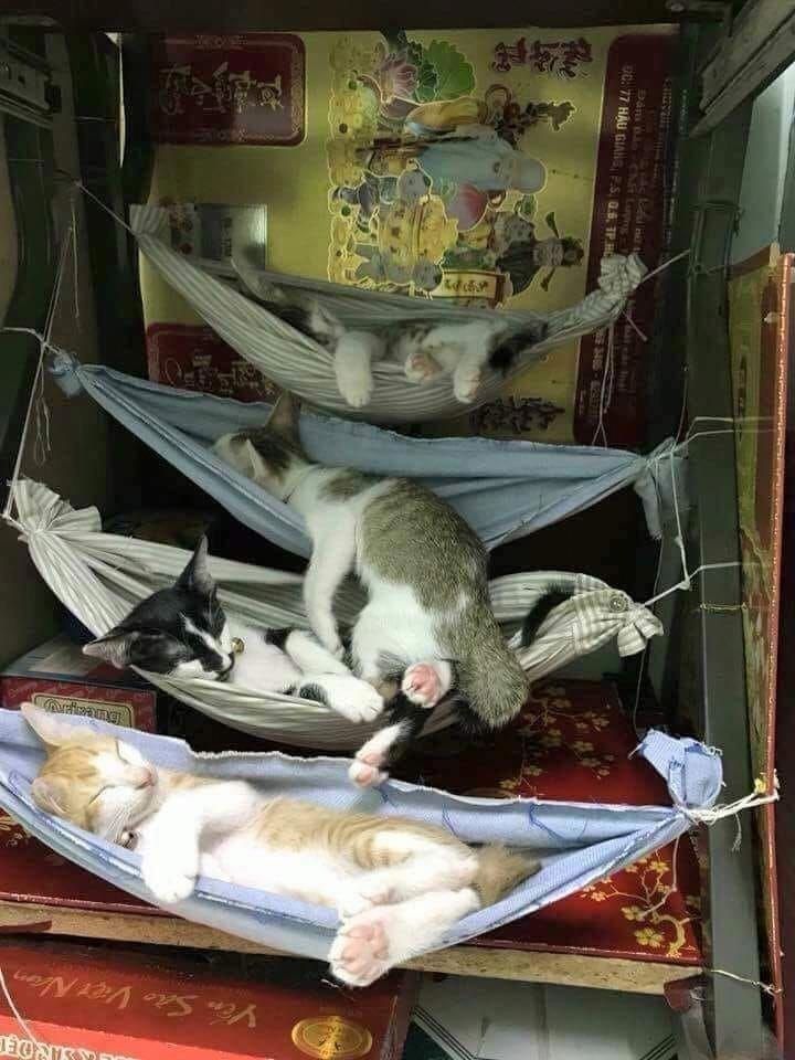 720x960, 96 Kb / кошки, котята, спят, гамаки