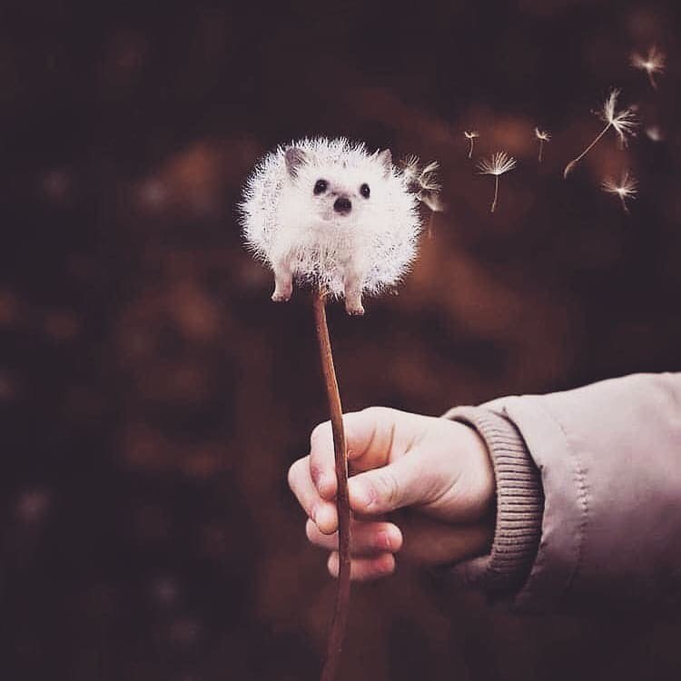 750x750, 36 Kb / одуванчик, ёжик, рука, фотошоп