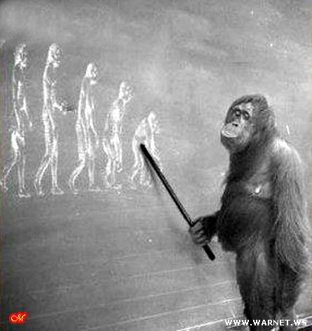 445x473, 32 Kb / эволюция