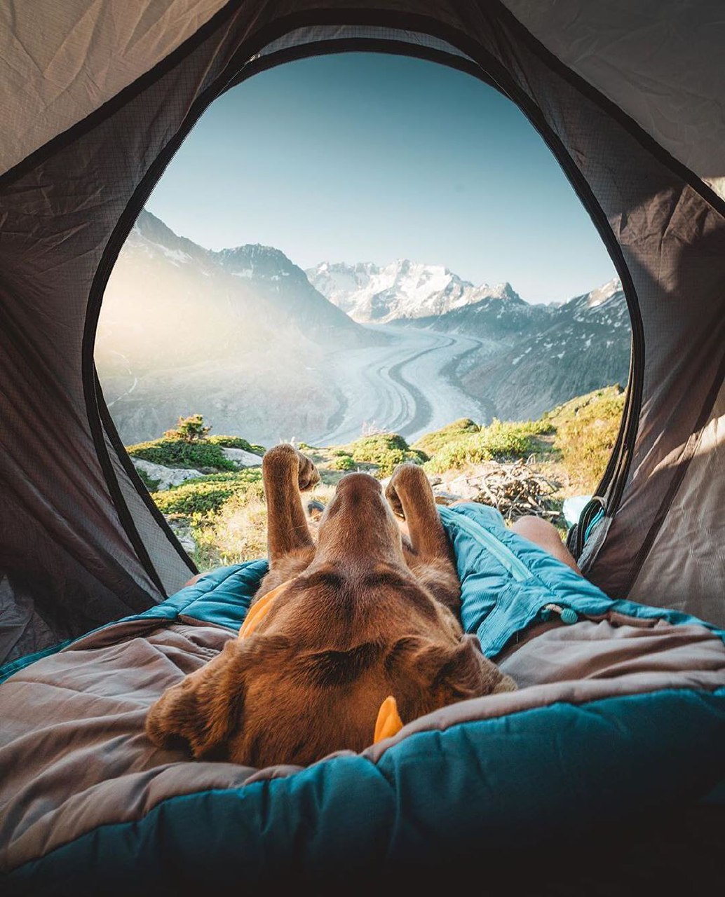1034x1280, 243 Kb / палатка, собака, горы