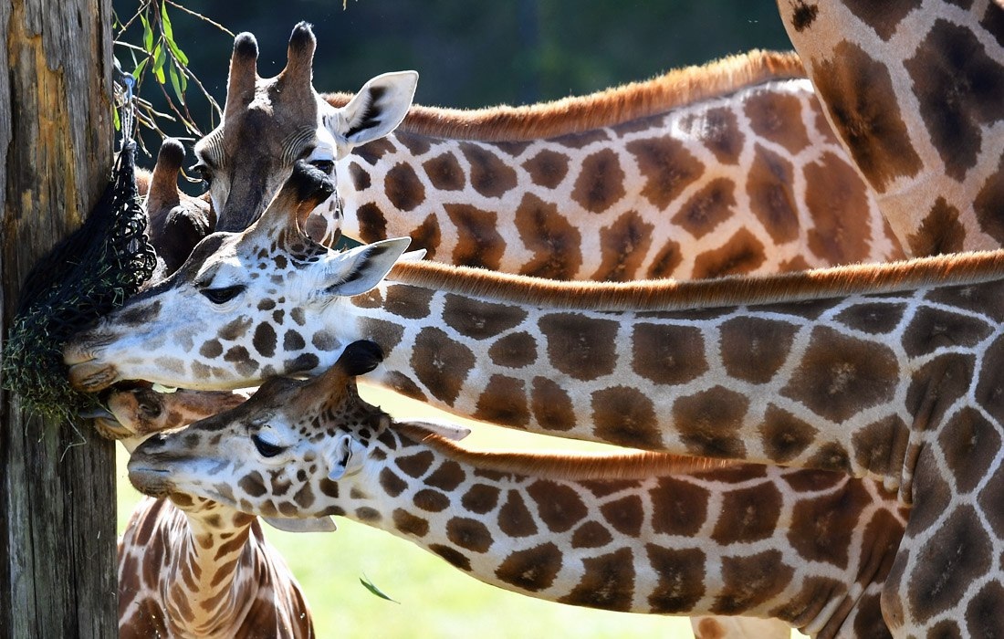 1100x700, 291 Kb / жирафы