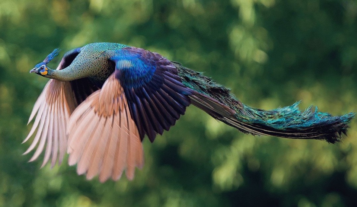 1199x695, 549 Kb / Павлин, красивый, крылья, вниз, взмах, хвост