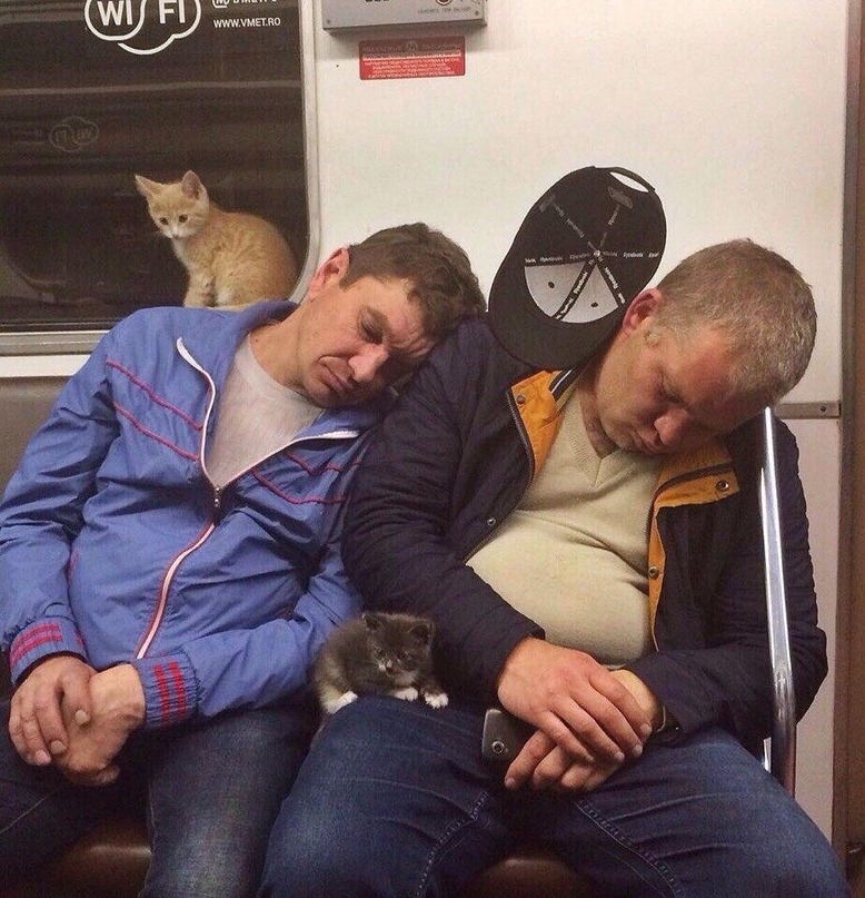 778x807, 200 Kb / котята, мужики, кепка, вагон