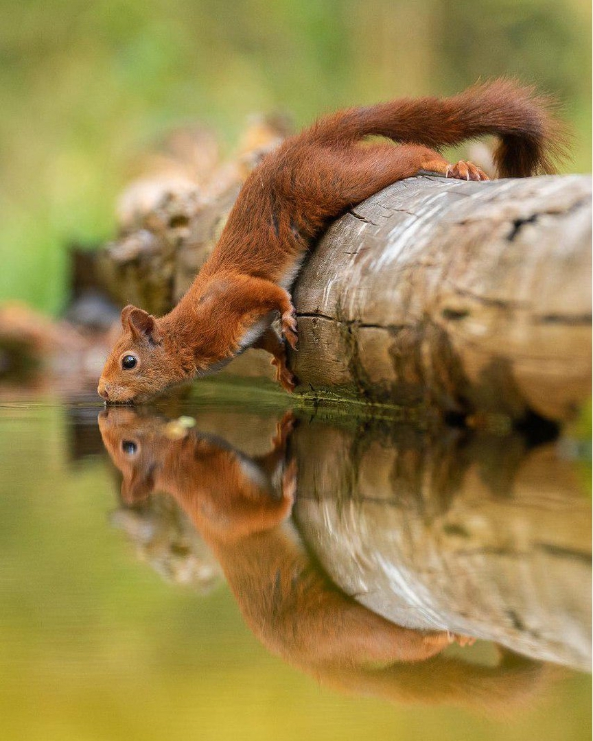 864x1080, 552 Kb / бревно, белка, вода, отражение