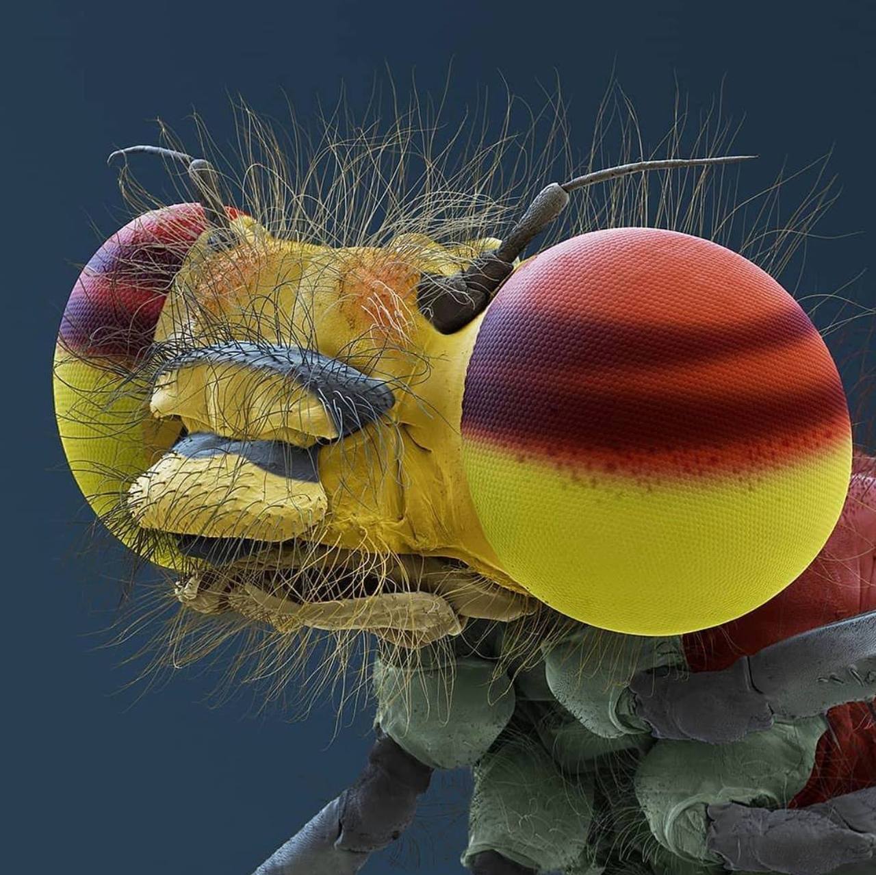 1280x1278, 221 Kb / муха, макро, глаза, волосы, шатенка