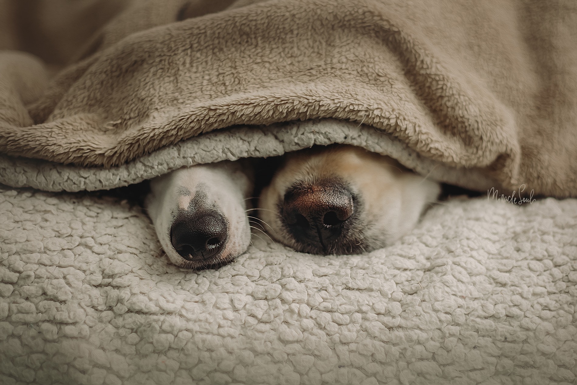 1900x1267, 597 Kb / собака, нос, одеяло, плед, кровать