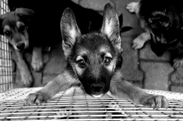 740x492, 88 Kb / ч/б, щенок