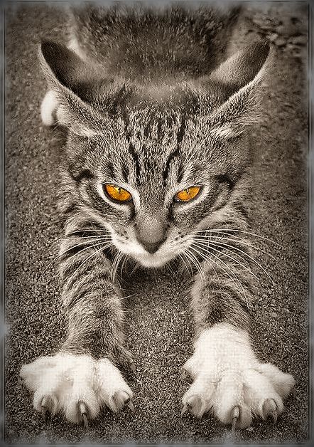 442x628, 113 Kb / кот