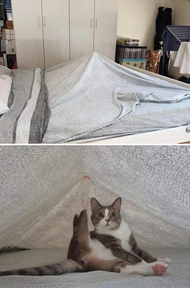 617x936, 330 Kb / кровать, постель, шифоньер, простынь, сушилка, кот, нога