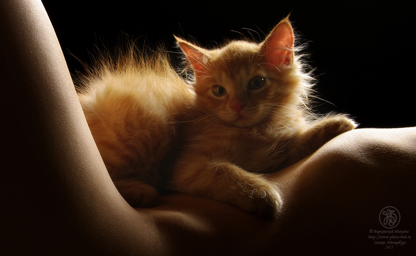 1350x830, 404 Kb / котенок, рыжий, бедро