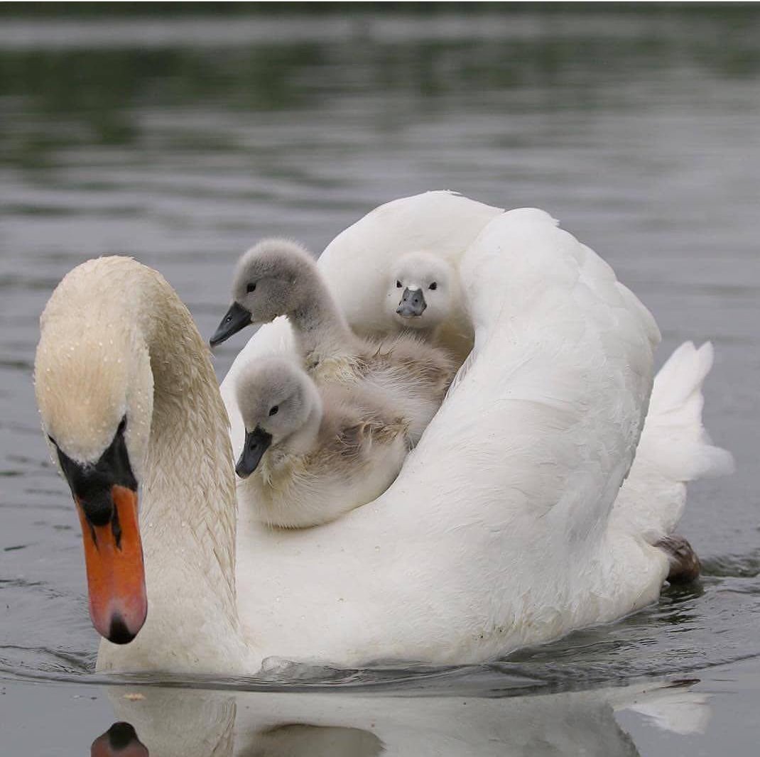 1070x1066, 118 Kb / лебедь, вода, птенцы