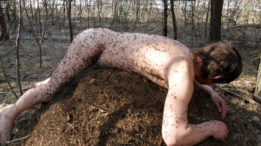 900x505, 175 Kb / лес, деревья, муравейник, мужик