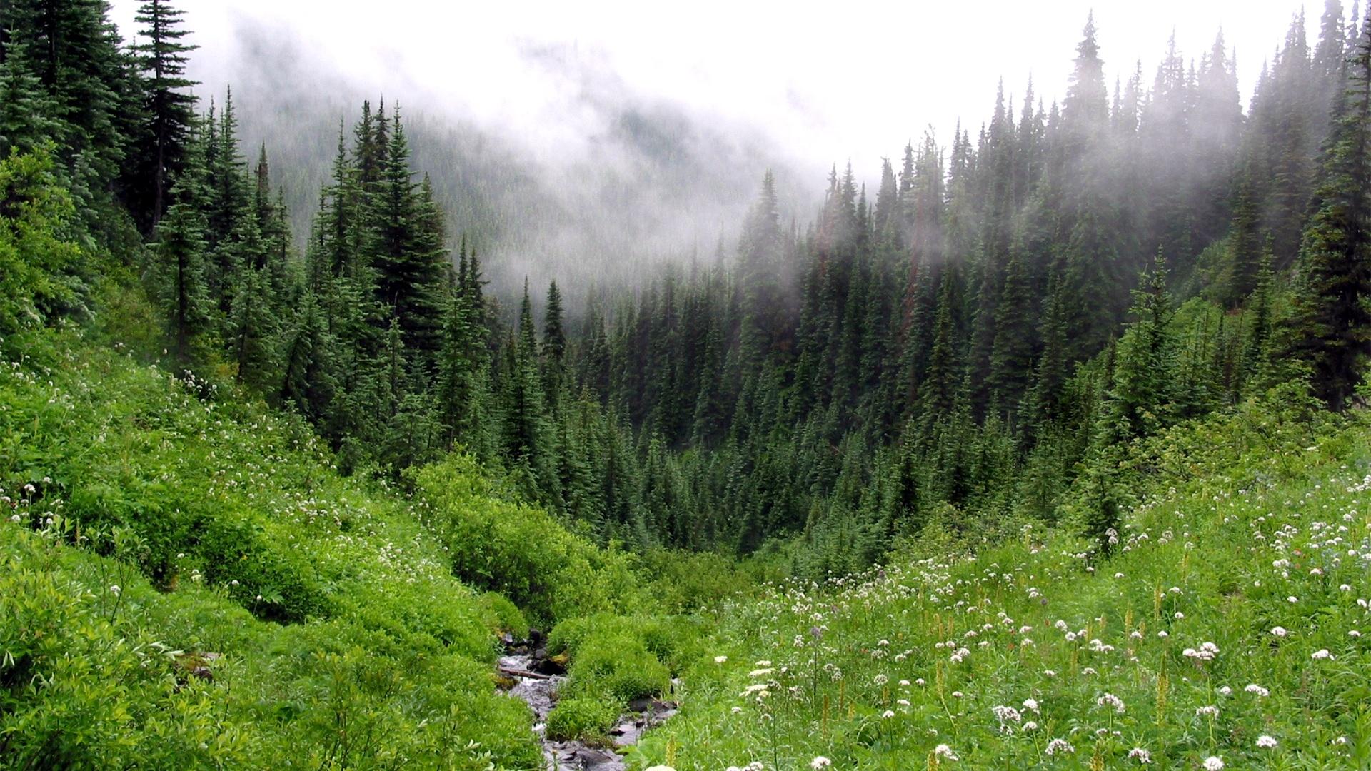 1920x1080, 409 Kb / ручей, лес, трава, деревья, ели, туман