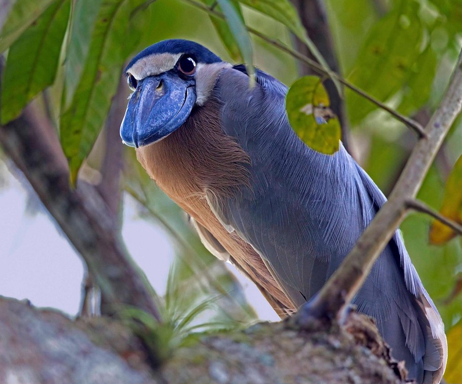 910x757, 171 Kb / птичка, челноклюв, 100000 материалов