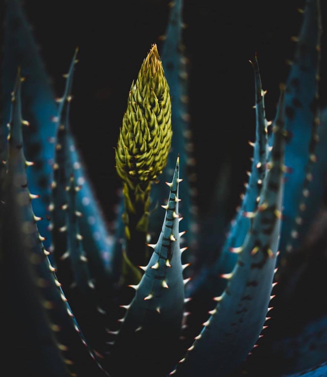 1080x1243, 69 Kb / алоэ, соцветие