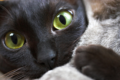 500x333, 95 Kb / кот, обнимать