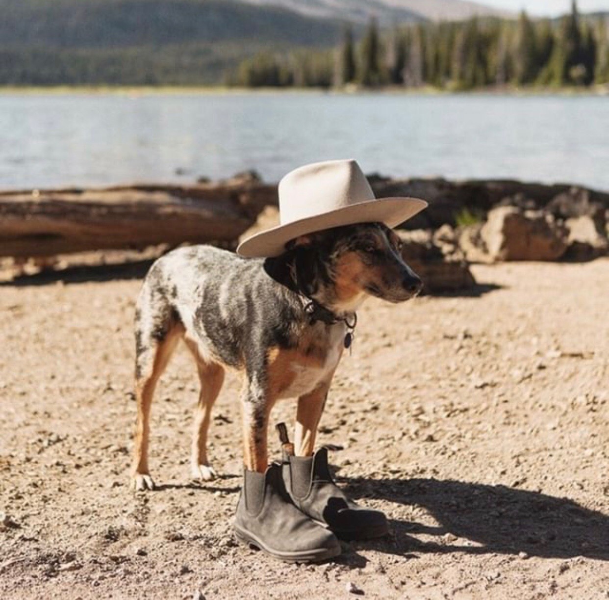 1242x1223, 304 Kb / собака, шляпа, ботинки