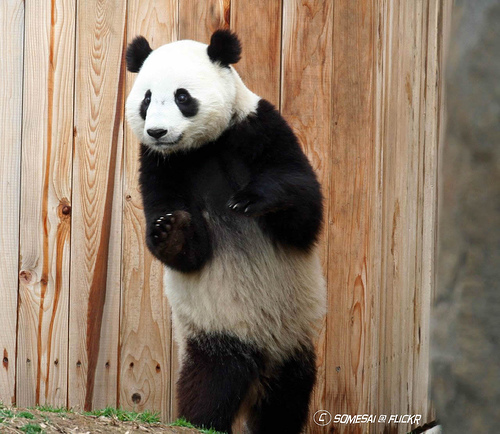 500x434, 126 Kb / панда