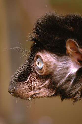 333x500, 96 Kb / лемур