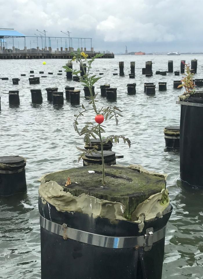 700x959, 108 Kb / Сваи, помидор, стройка, статуя свободы,