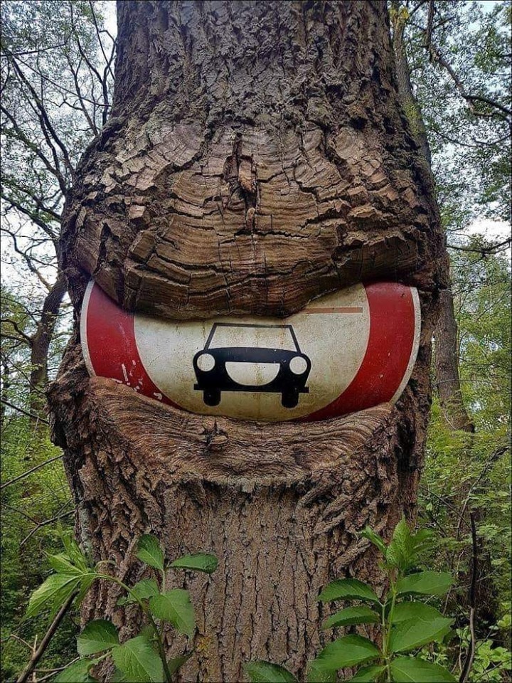 720x960, 343 Kb / дерево, знак, лес, зажевало