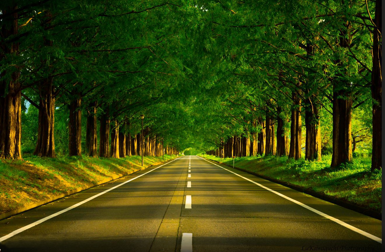 1320x863, 425 Kb / дорога, полоса, деревья, зелень, оинокий фонарь, обочина