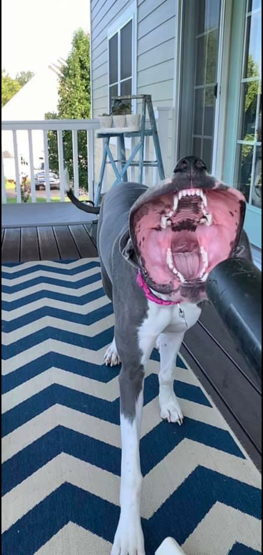 1080x2280, 424 Kb / пасть, собака