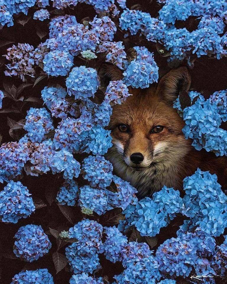 768x960, 206 Kb / лиса, цветы, куст, заросли, выглядывает