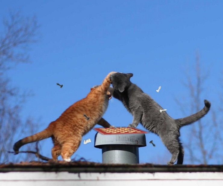 740x620, 60 Kb / коты, шахматы, фотошоп