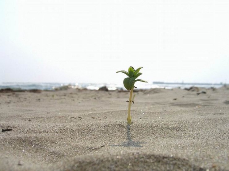 740x555, 70 Kb / пляж, росток