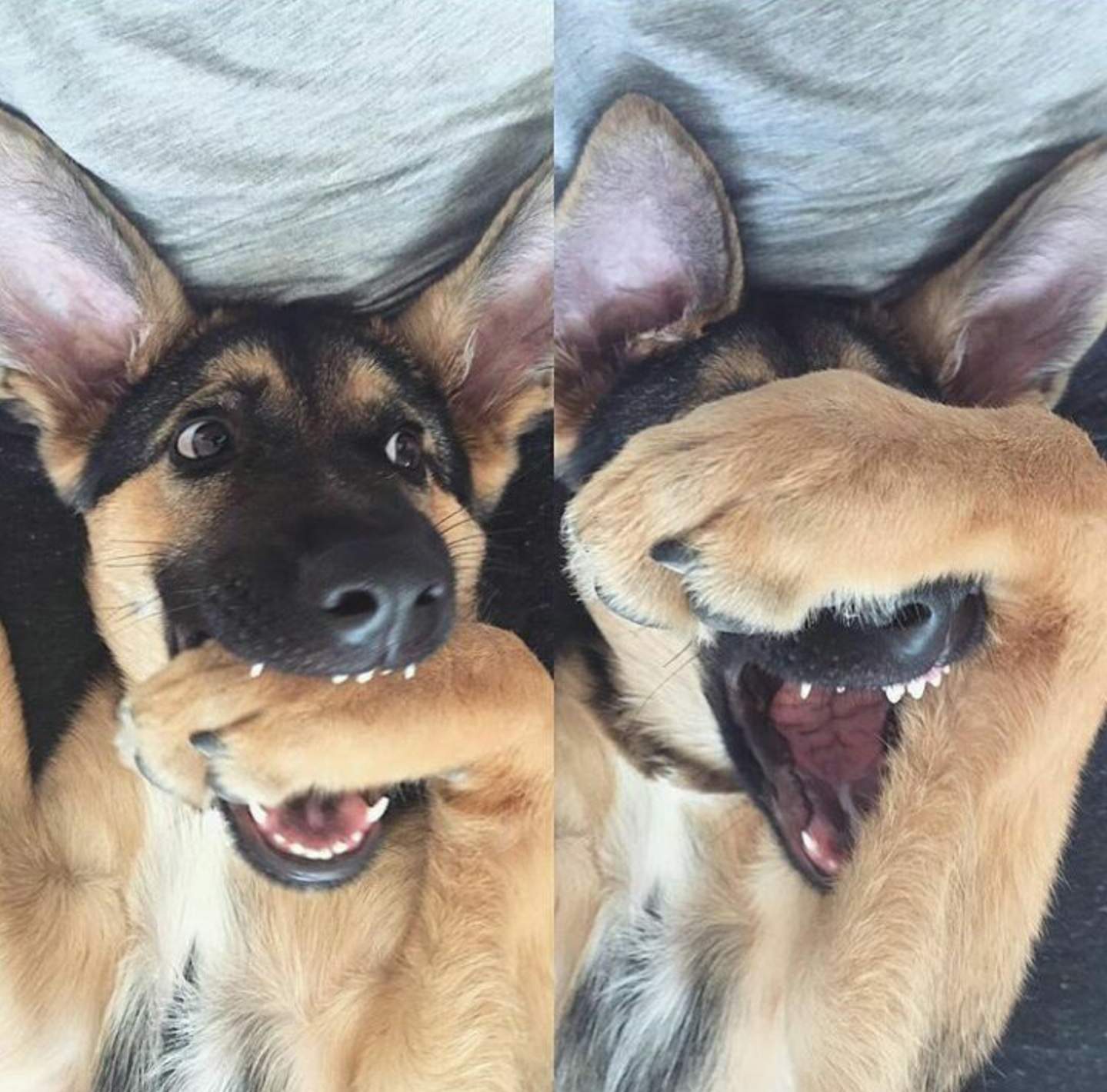 1439x1420, 166 Kb / овчарка, лапа