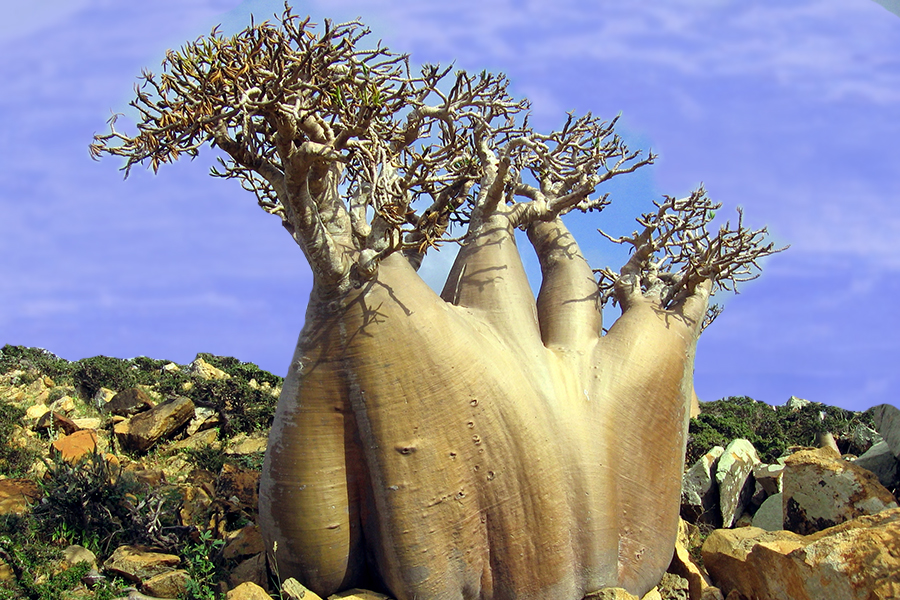 900x600, 593 Kb / огуречное дерево, сокотра