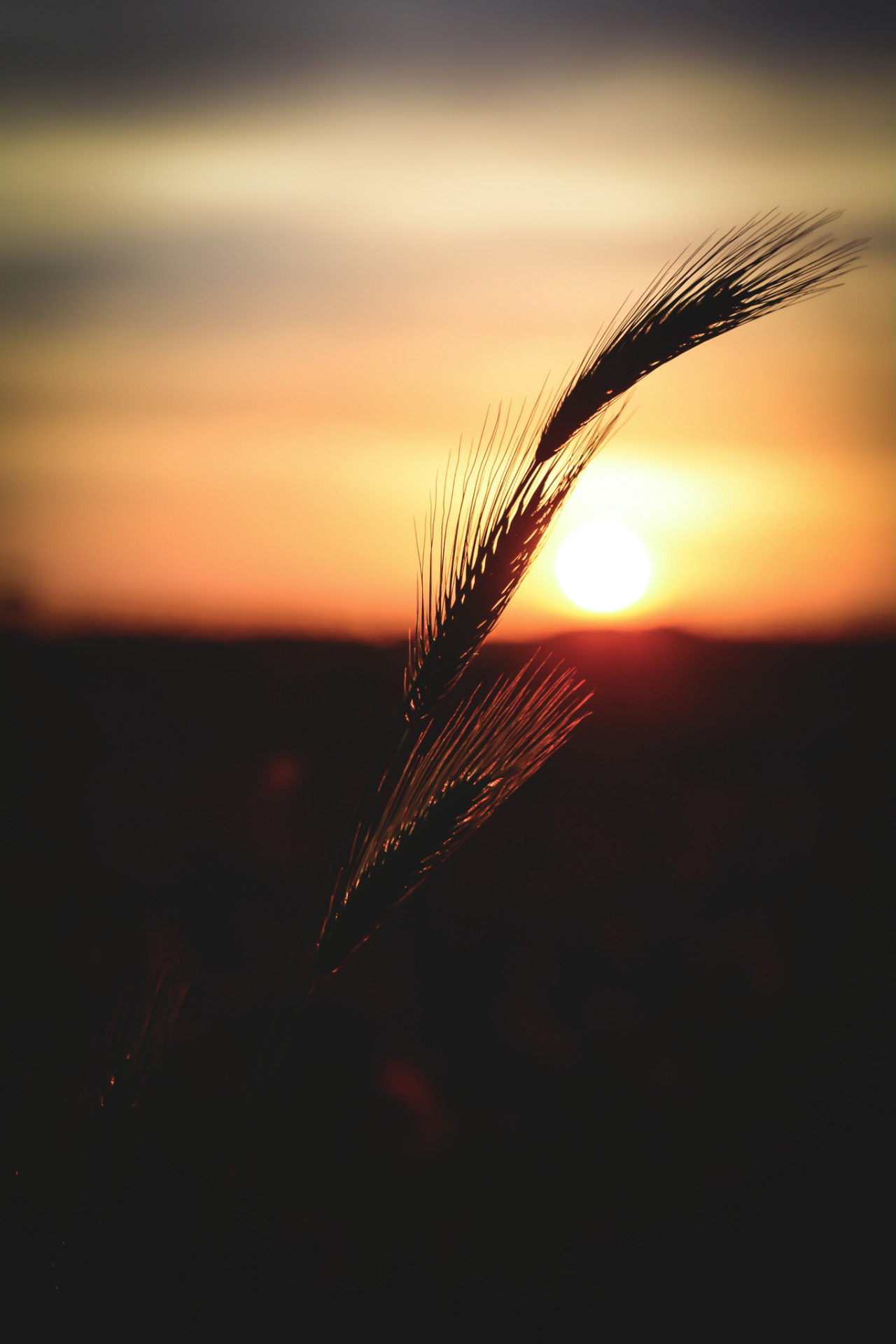 1280x1920, 267 Kb / колосок, закат, солнце, растение, трава, поле, пшеница