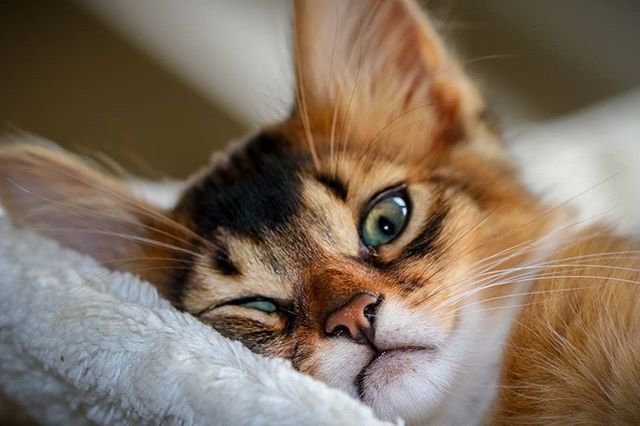 640x426, 42 Kb / кот, кошка, котенок, глаз