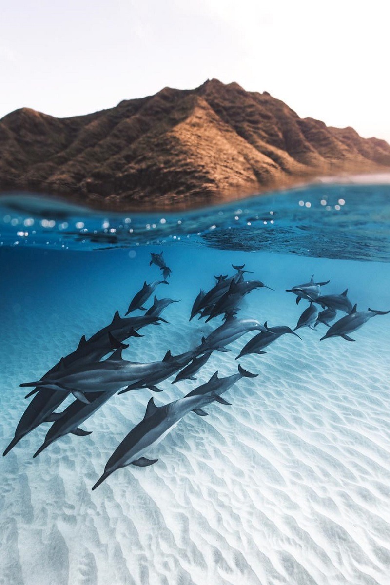 800x1200, 202 Kb / под водой, дельфины