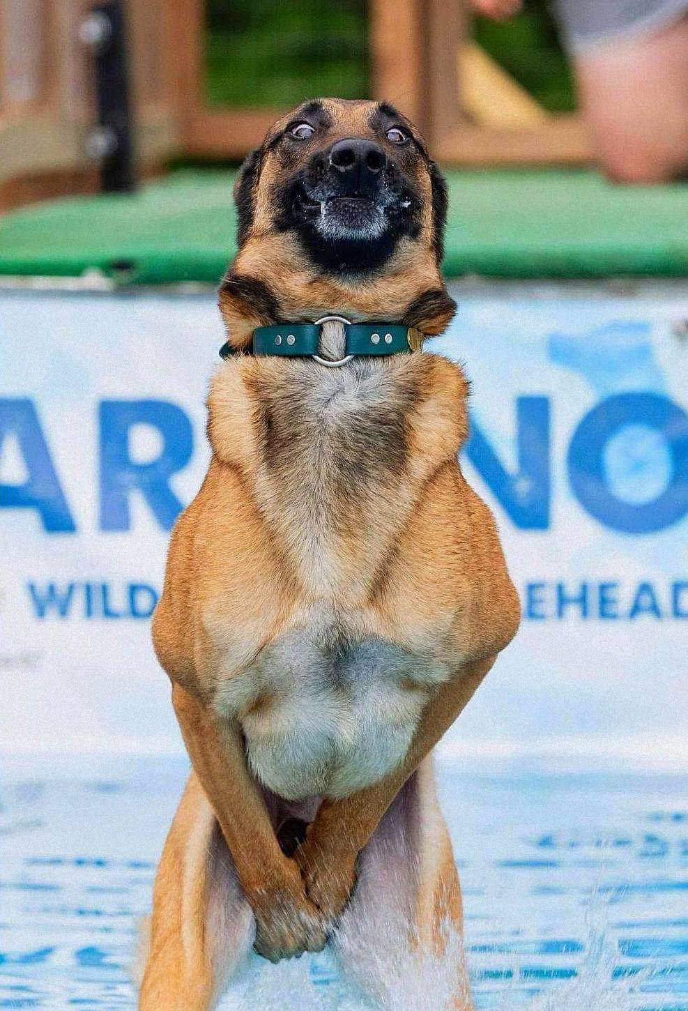 987x1450, 246 Kb / собака, брызги, вода, ошейник