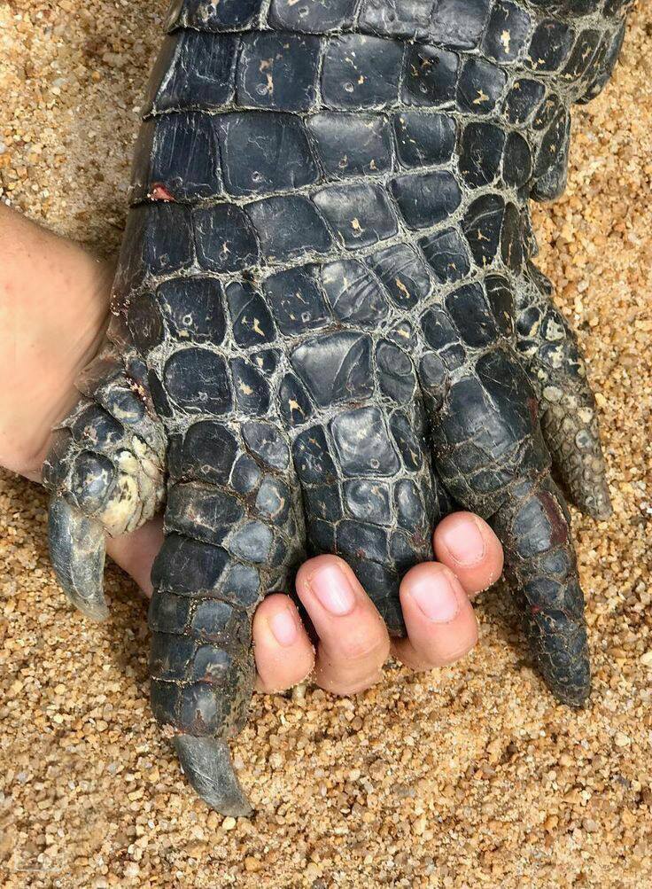 736x1003, 215 Kb / рука, лапа, рептилия, песок