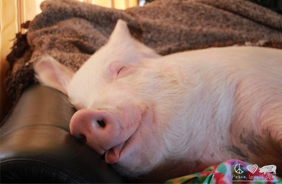 960x627, 53 Kb / диван, свинья, хрюшка, язык, спит