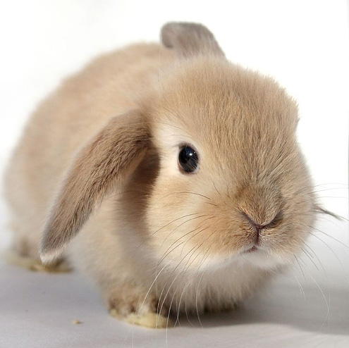 495x494, 77 Kb / кролик