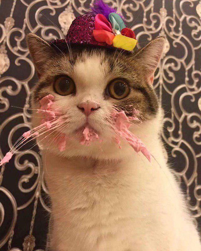 640x800, 95 Kb / кот, крем, розовое, шляпка