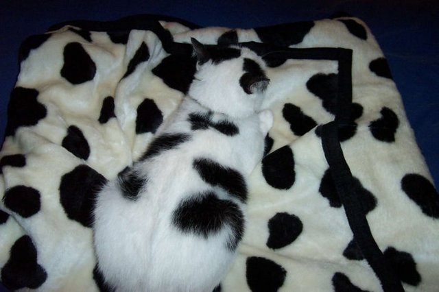 640x426, 43 Kb / кот, хамелеон