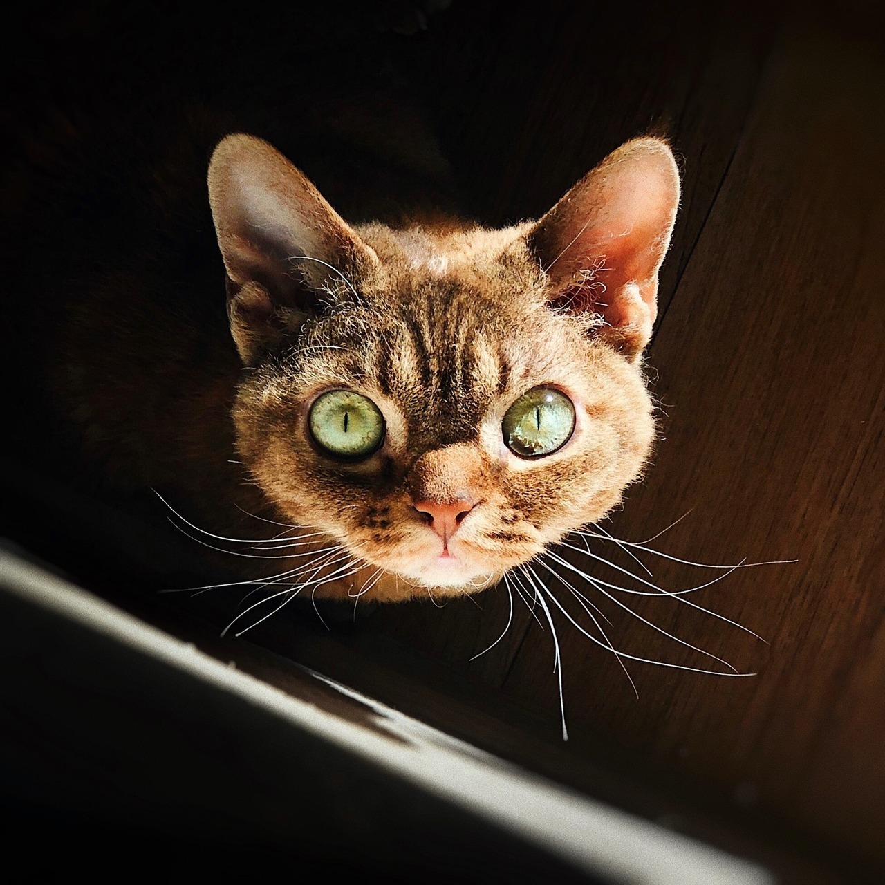 1280x1280, 379 Kb / кот, кошка, голова, глаза, взгляд, усы