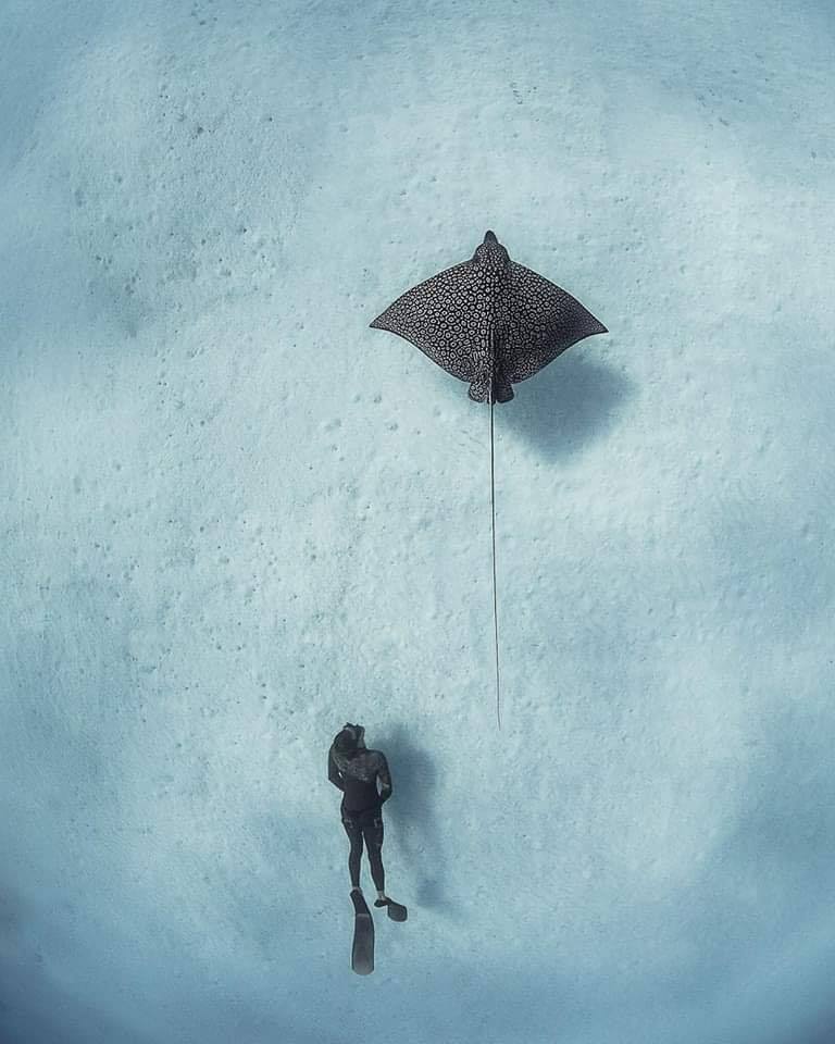 768x960, 66 Kb / скат, дайвер, под водой, ласты